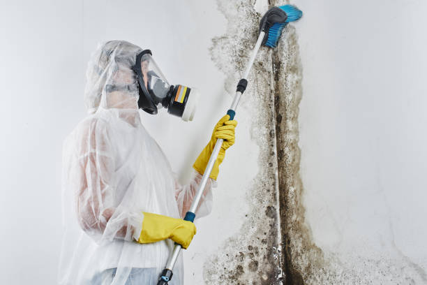 Best Water Damage & Mold Remediation in Osseo, MN