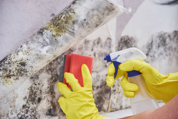 Best Emergency Mold Remediation in Osseo, MN